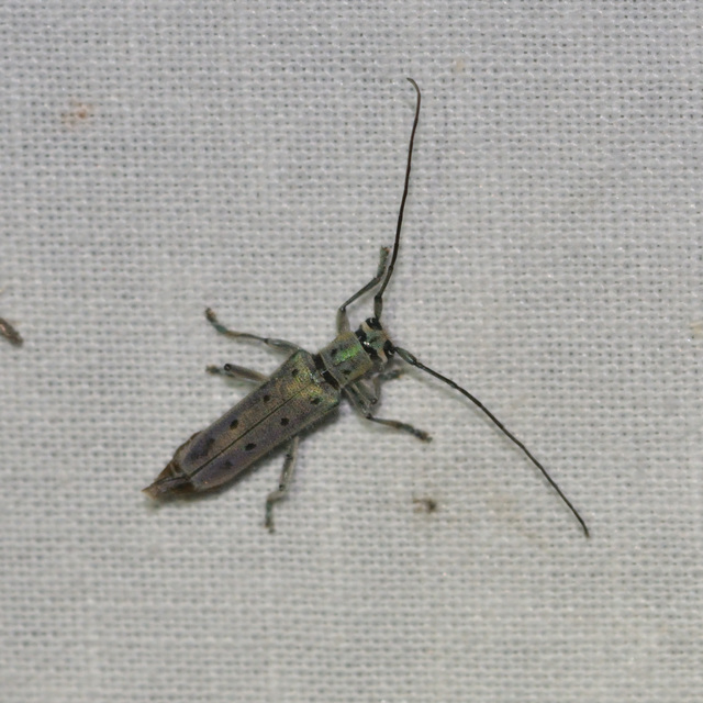 Saperda octopunctata - nyolcpontos cincér