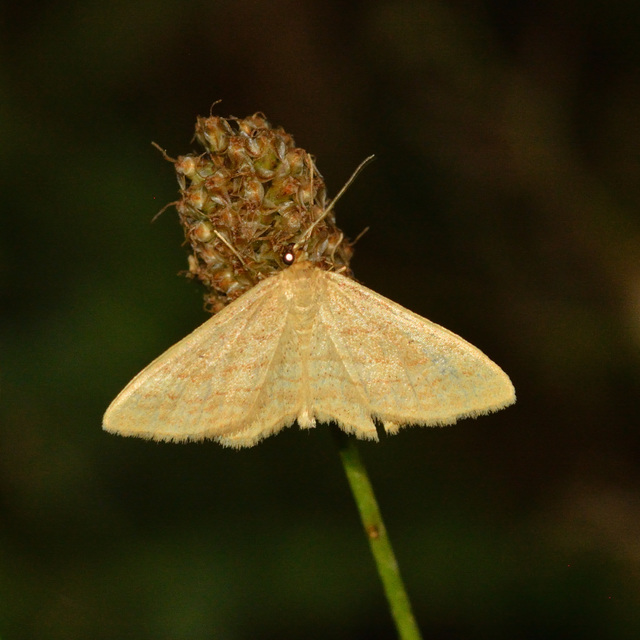 Idaea rufaria - vörhenyes sávosaraszoló
