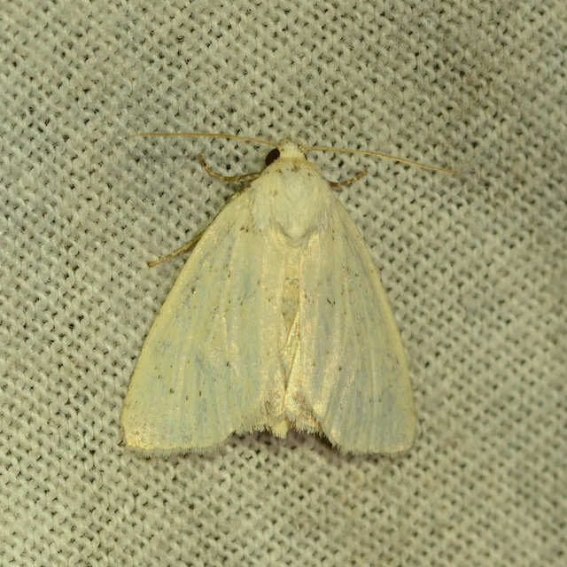 Photedes morrisii simonyisandori - Simonyi Sándor sásbaglya