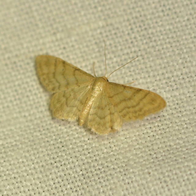 Idaea dilutaria - napvirág-apróaraszoló