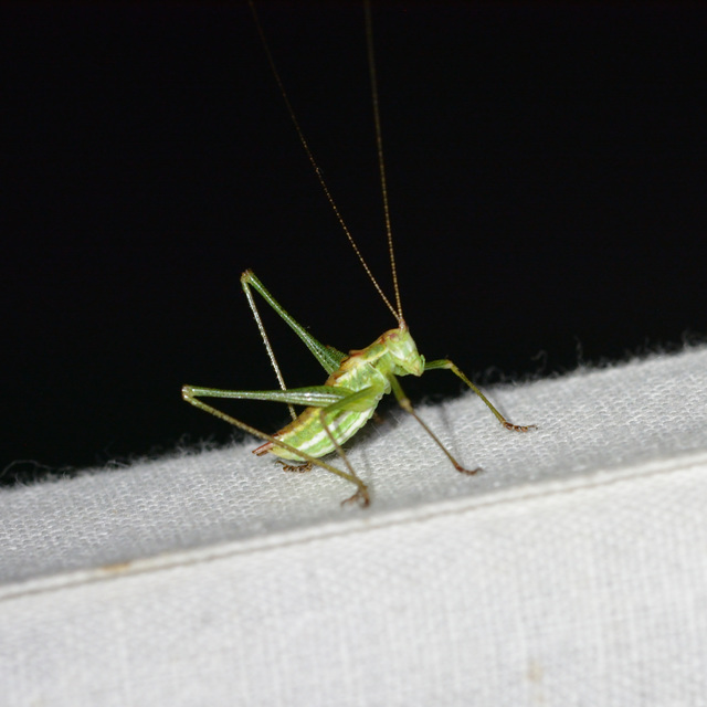 Leptophyes albovittata - közönséges virágszöcske