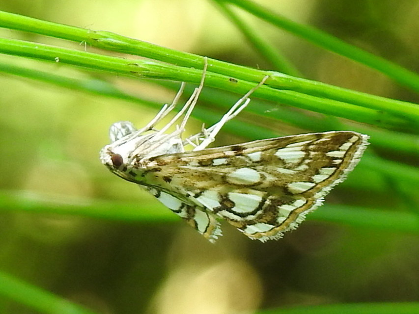 Elophila nymphaeata - tarka vízimoly