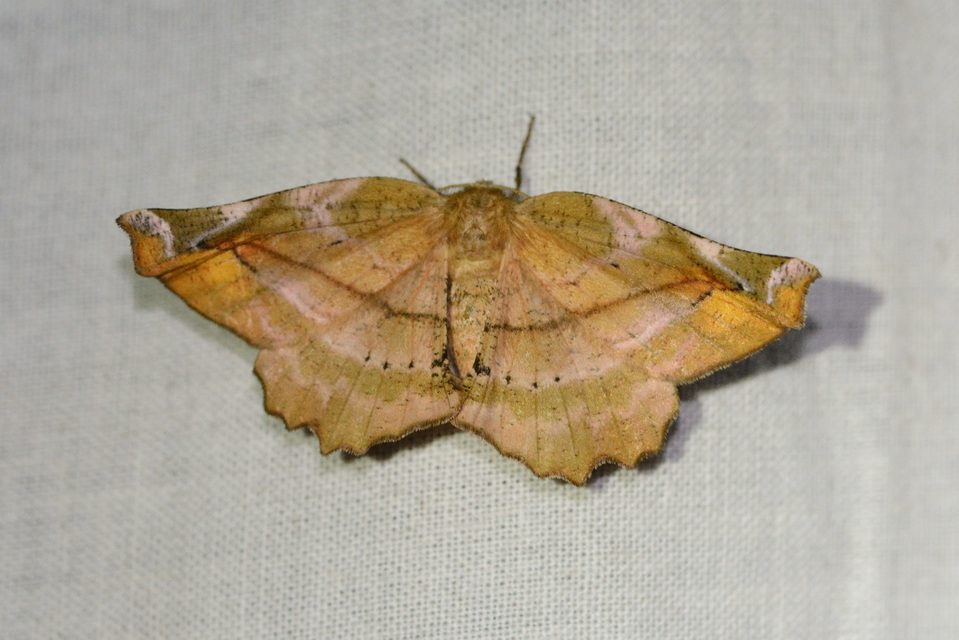 Apeira syringaria - orgona-araszoló