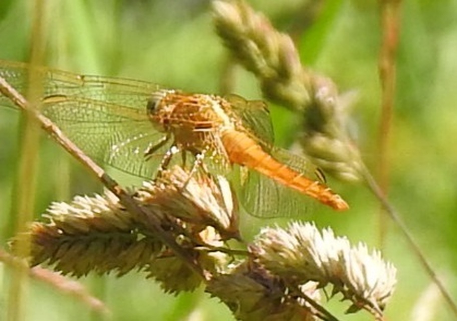 Crocothemis erythraea - skarlát szitakötő