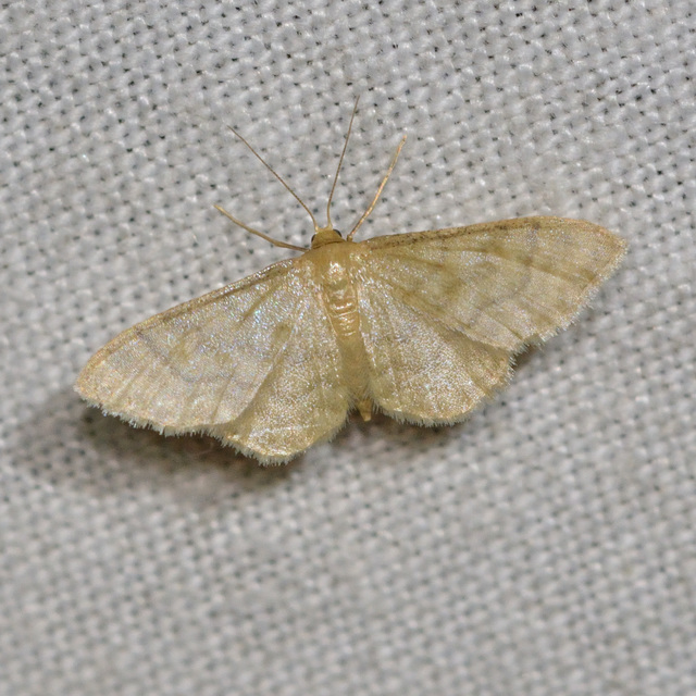 Idaea dilutaria - napvirág-apróaraszoló