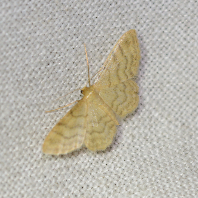 Idaea dilutaria - napvirág-apróaraszoló