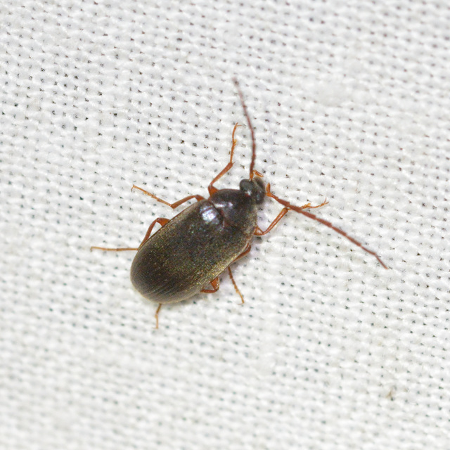 Hymenalia rufipes - rőtlábú alkonybogár