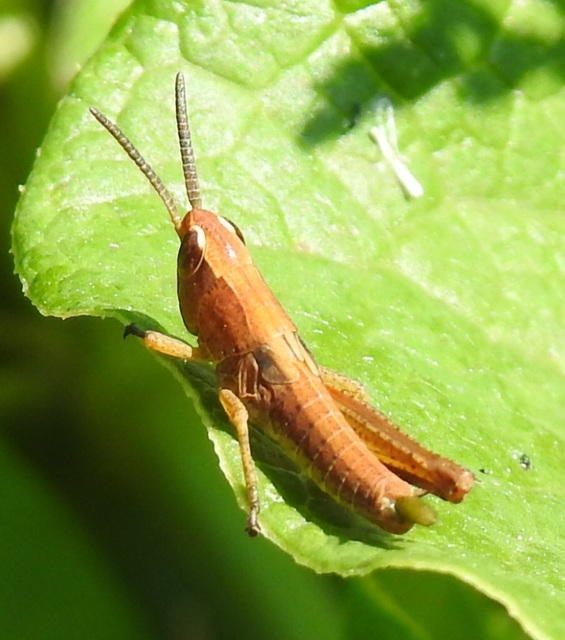 Chorthippus (Chorthippus) (subgenus)