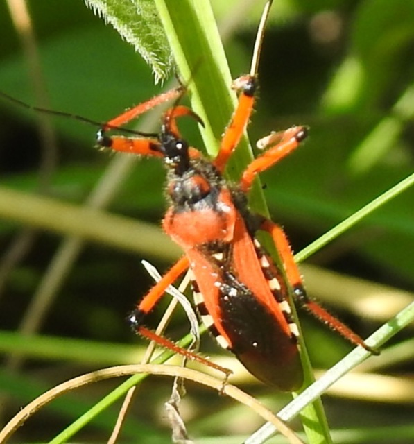 Rhynocoris iracundus - közönséges gyilkospoloska