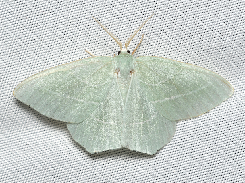 kékes zöldaraszoló - Hemistola chrysoprasaria