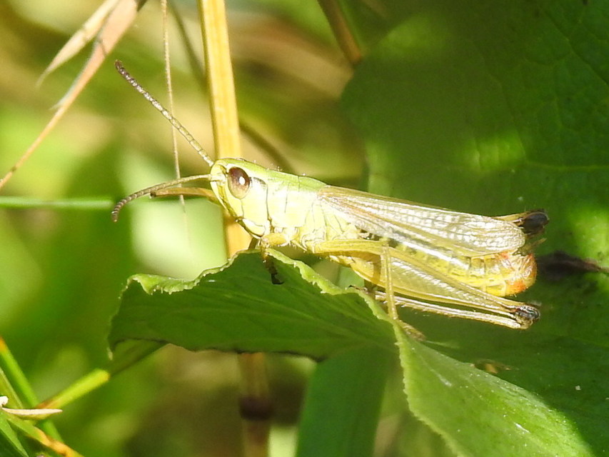 Pseudochorthippus parallelus - közönséges rétisáska