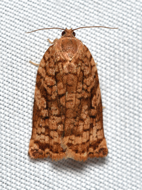 Archips oporana - fenyő-sodrómoly