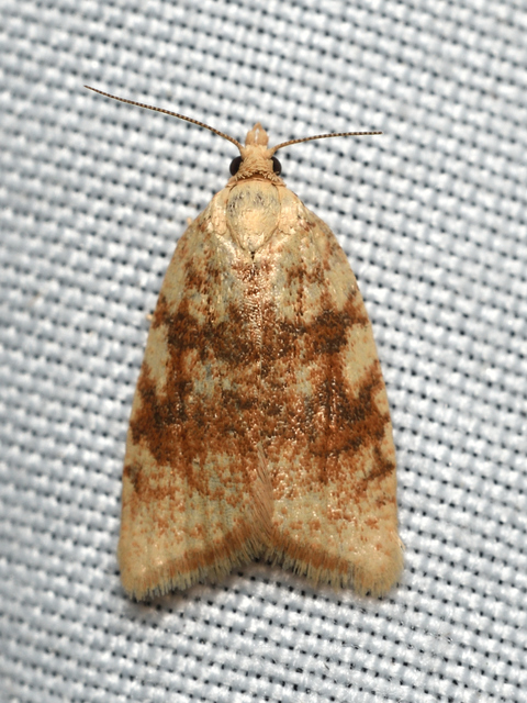 Aleimma loeflingiana - tölgylevél-sodrómoly Aleimma loeflingiana - tölgylevél-sodrómoly
