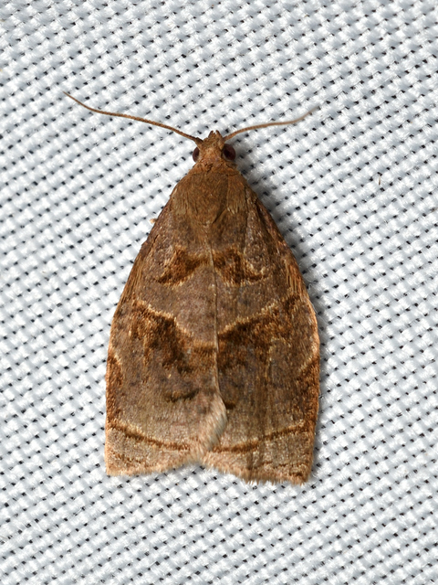 Archips rosana - rózsailonca