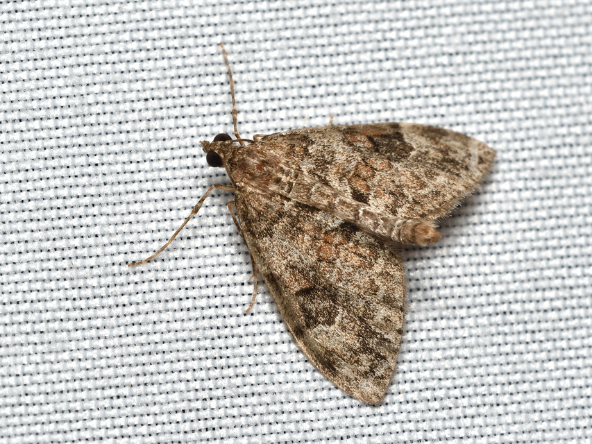 Thera variata/britannica