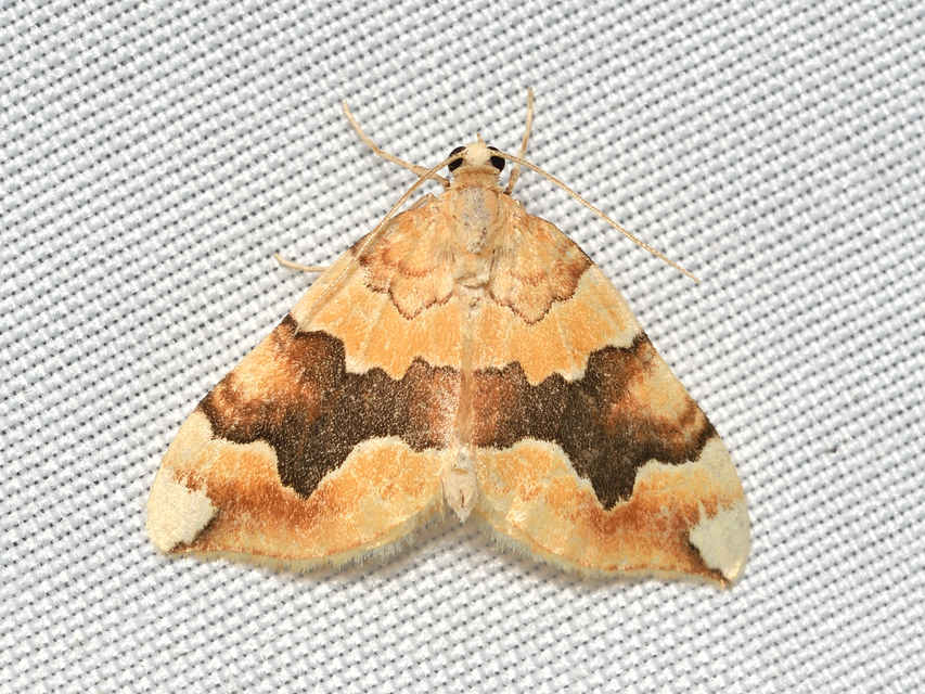 Cidaria fulvata - rózsaaraszoló