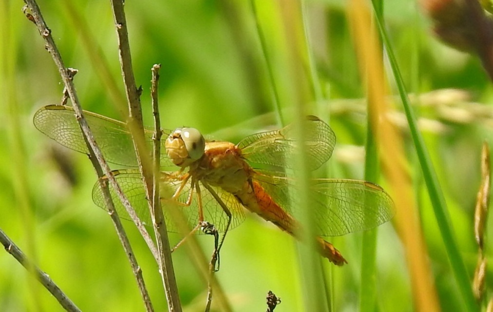 Crocothemis erythraea - skarlát szitakötő
