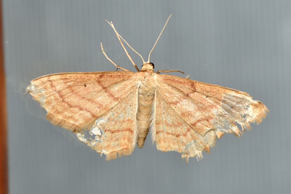 okkerszínű sávosaraszoló - Idaea ochrata