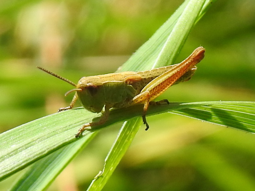 Pseudochorthippus parallelus - közönséges rétisáska