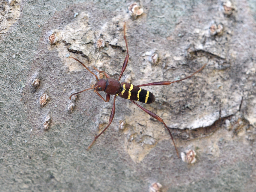 Neoclytus acuminatus - amerikai darázscincér
