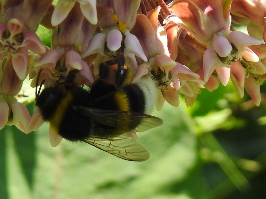 Bombus terrestris/lucorum