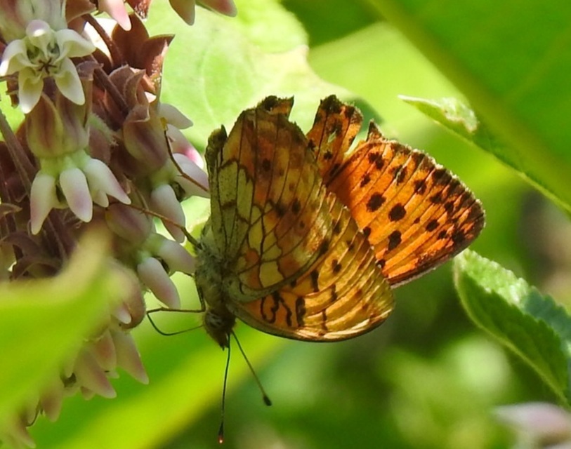 Brenthis daphne - málna-gyöngyházlepke