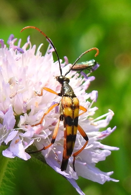 Strangalia attenuata - nyurgacincér