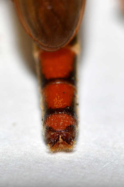 Stenopogon sabaudus