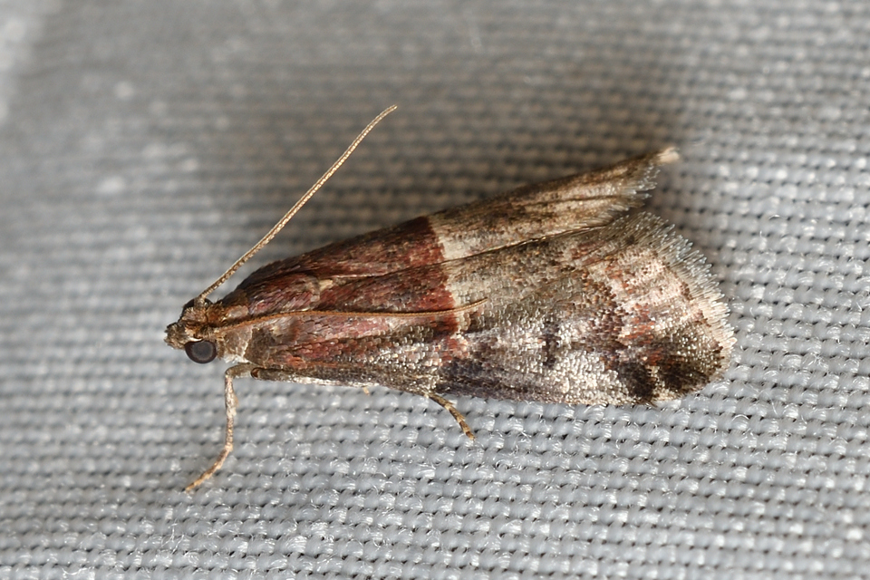 Acrobasis marmorea - márványos karcsúmoly