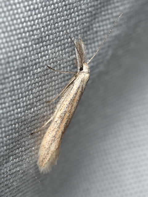 Megacraspedus
