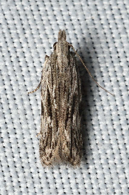 Anarsia