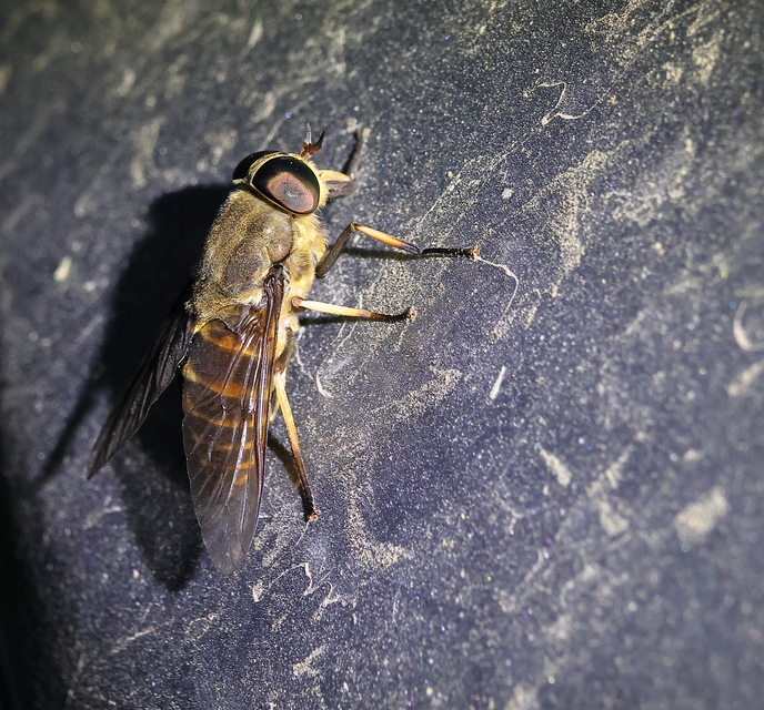Tabanidae - böglyök