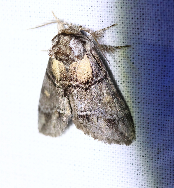 Drymonia velitaris - hegyi púposszövő