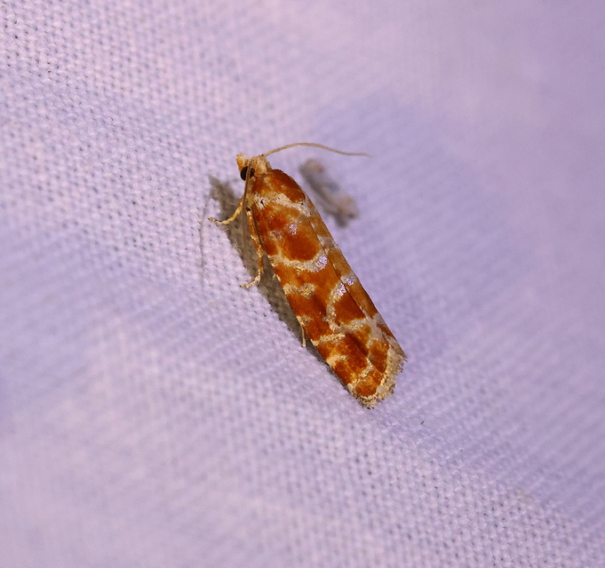 Rhyacionia pinicolana - piros gyantamoly