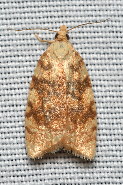 Aleimma loeflingiana - tölgylevél-sodrómoly Aleimma loeflingiana - tölgylevél-sodrómoly