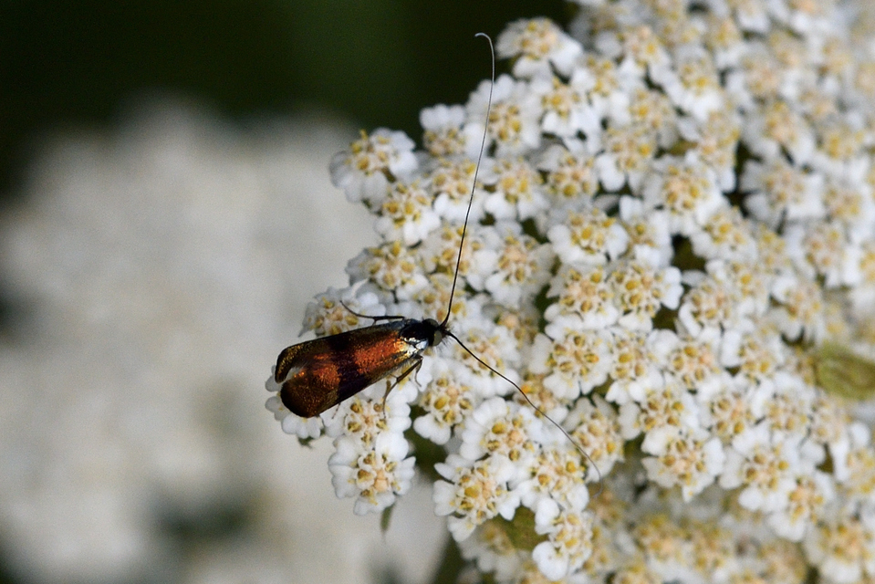 Nemophora