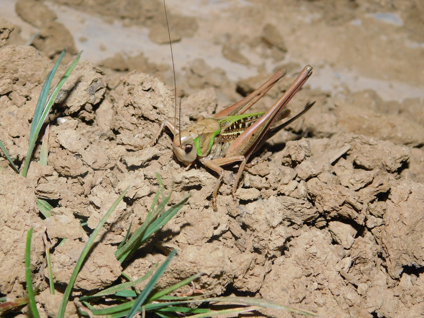 Decticus verrucivorus - szemölcsevő szöcske