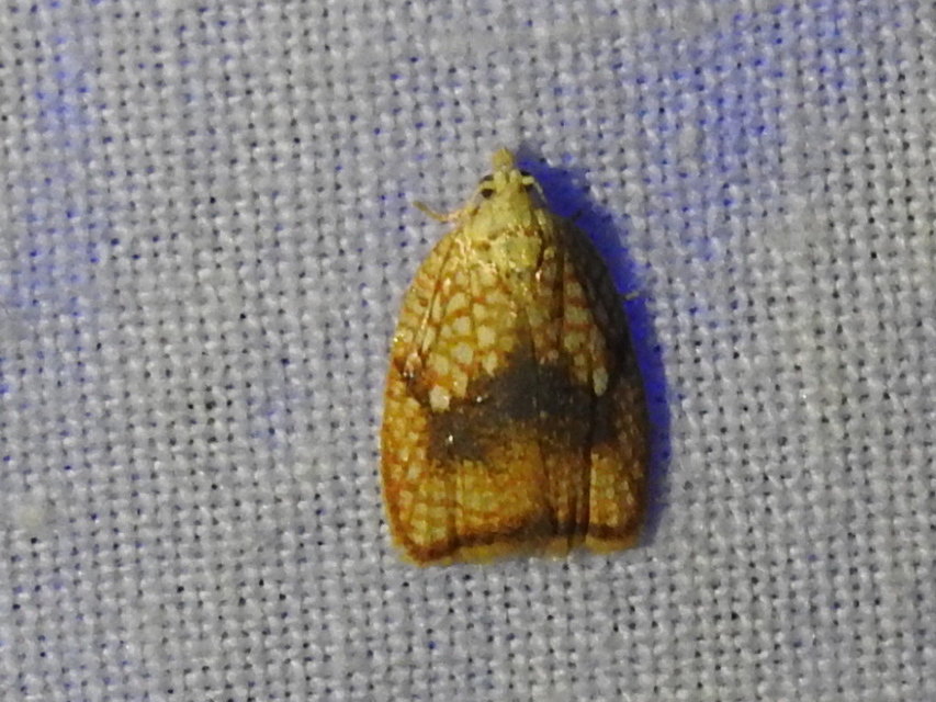 Acleris forsskaleana - juharos levélmoly