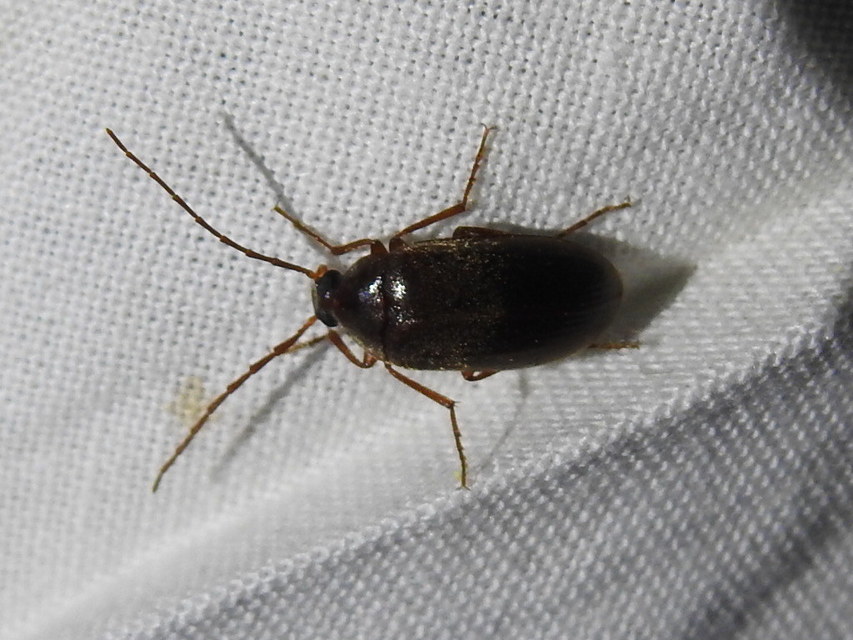 Hymenalia rufipes - rőtlábú alkonybogár