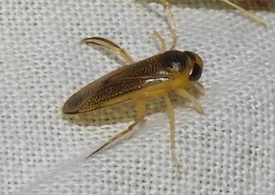 Corixidae - búvárpoloskák Corixidae - búvárpoloskák