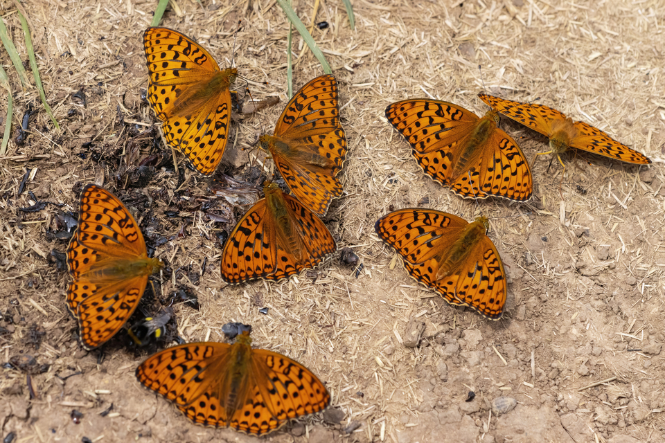 Argynnis adippe - ezüstös gyöngyházlepke