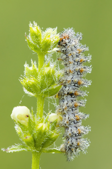 Melitaea didyma - tüzes tarkalepke
