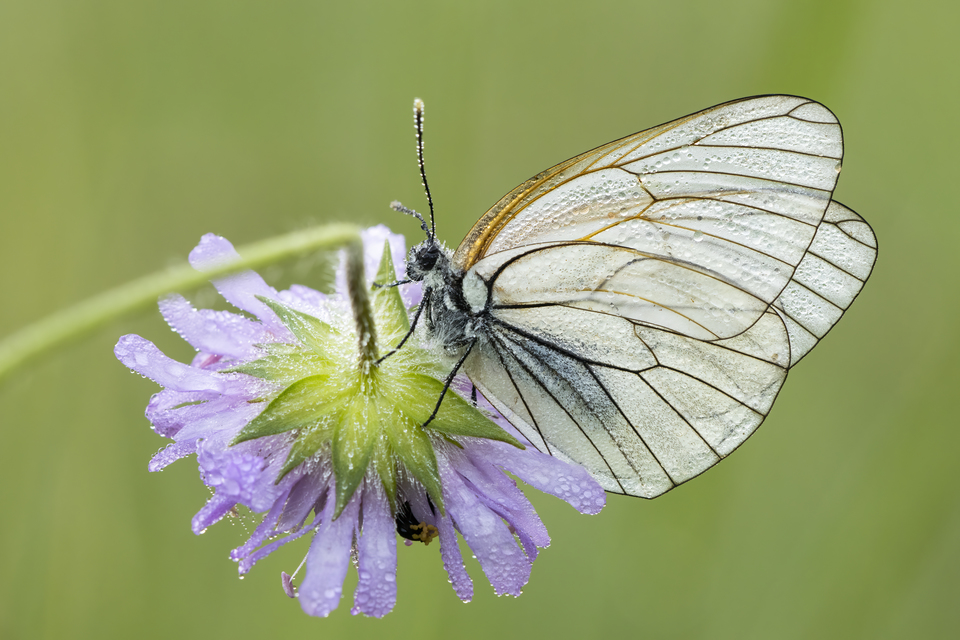 Aporia crataegi - galagonyalepke