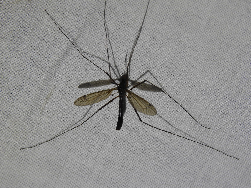 Nigrotipula nigra