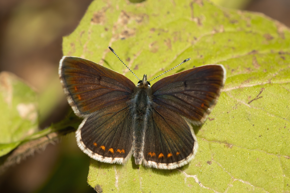Aricia artaxerxes issekutzi - bükki szerecsenboglárka
