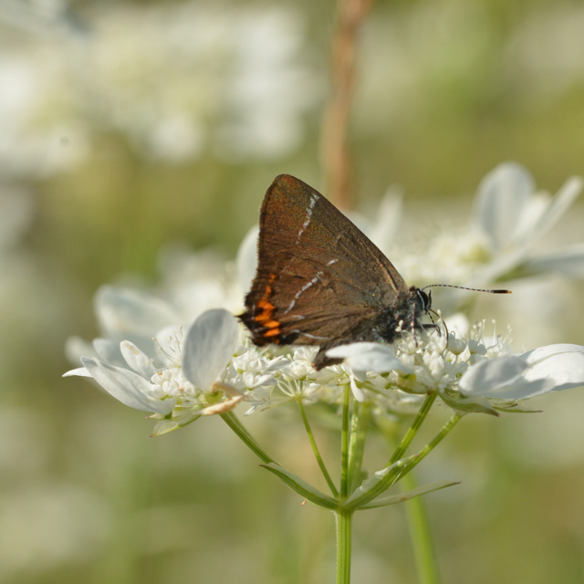 Satyrium w-album - szilfa-csücsköslepke