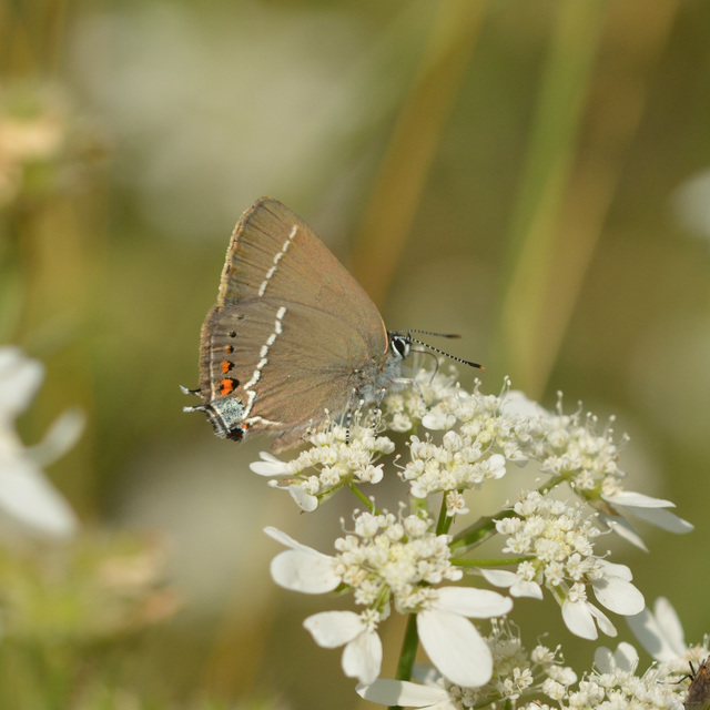 Satyrium spini - kökény-csücsköslepke