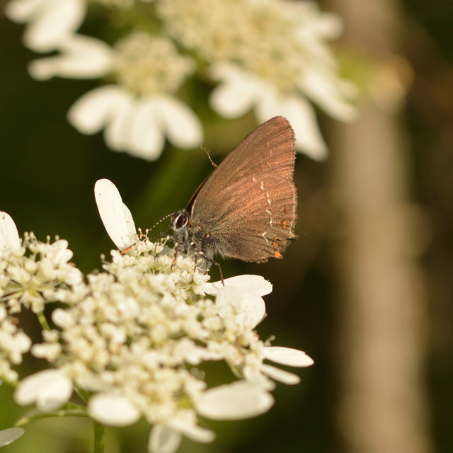 Satyrium ilicis - tölgyfa-csücsköslepke