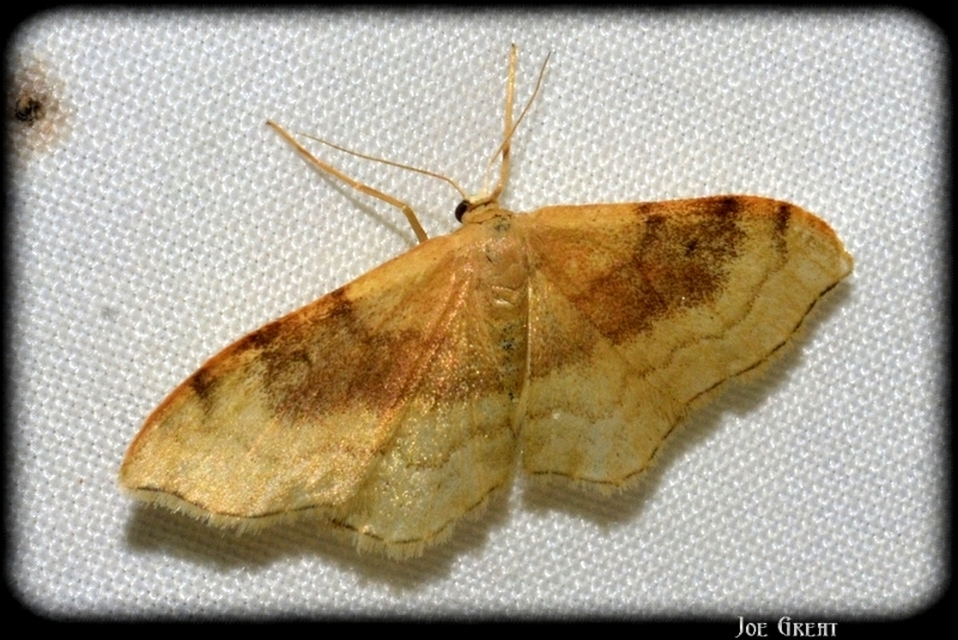 Idaea degeneraria - barnasávos araszoló