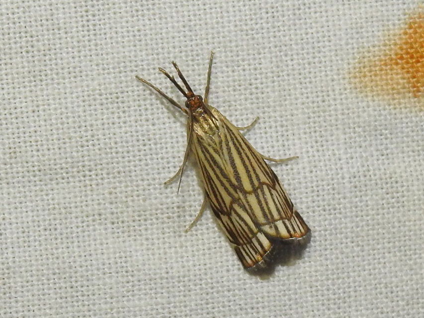 Chrysocramboides craterella - rácsos fűgyökérmoly